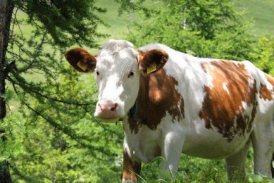Виды болезней коров: схемы лечения, обзор
