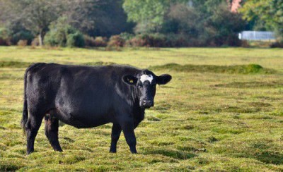 Виды болезней коров: схемы лечения, обзор