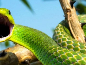 змея зеленая